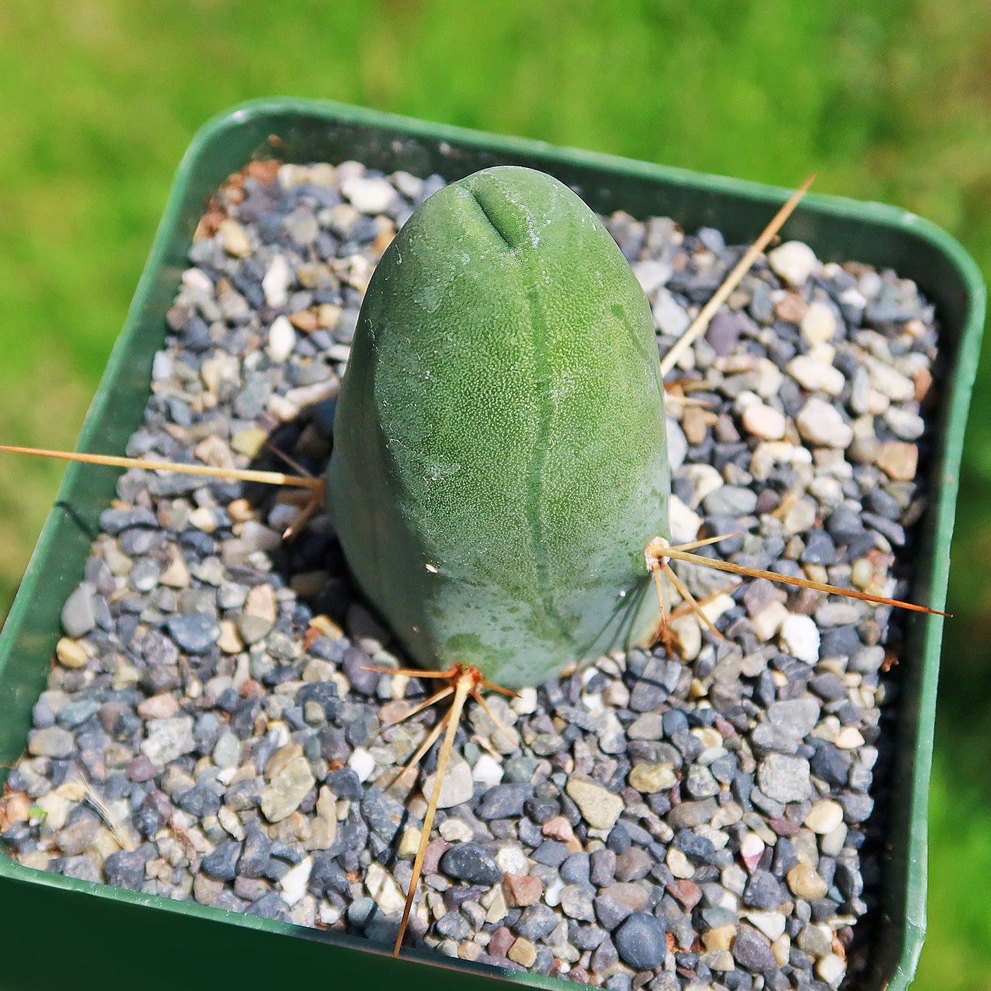 Penis Cactus ‘Trichocereus bridgesii monstrose’