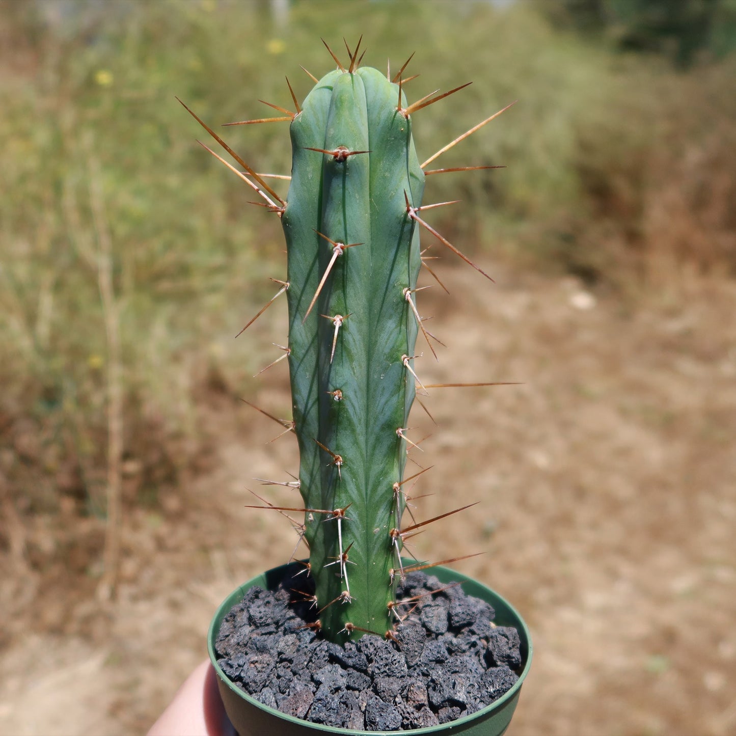 Bolivian Torch Cactus 'Trichocereus bridgesii'