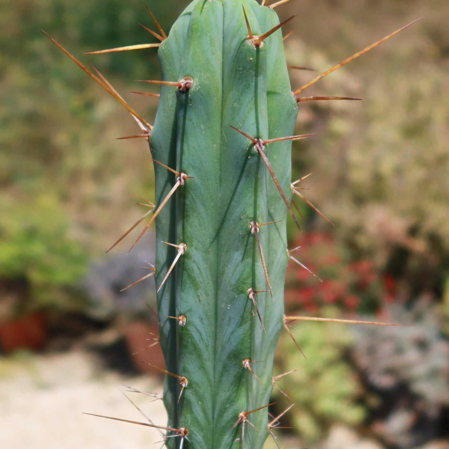 Bolivian Torch Cactus 'Trichocereus bridgesii'