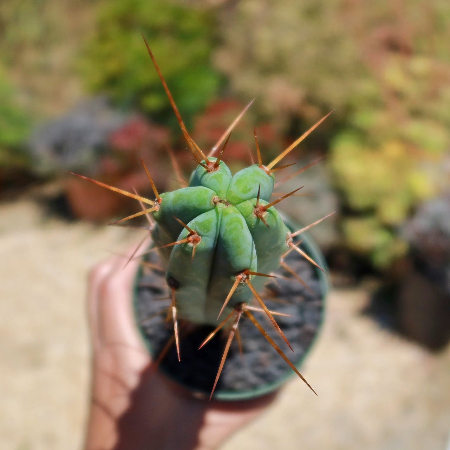 Bolivian Torch Cactus 'Trichocereus bridgesii'