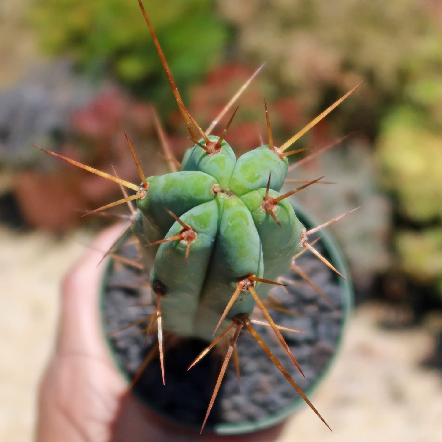 Bolivian Torch Cactus 'Trichocereus bridgesii'