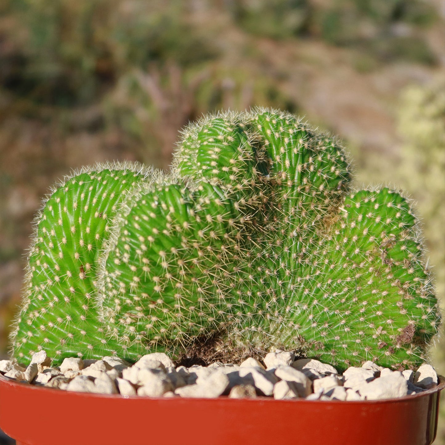 Trichocereus huascha cristata
