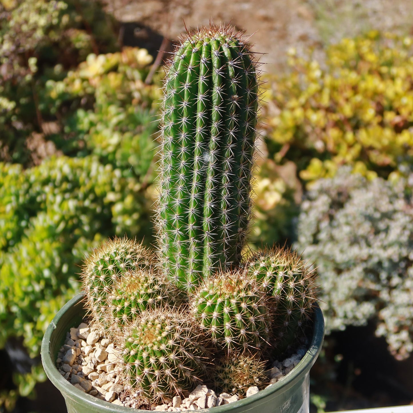 Trumpet Flower Cactus 'Tricholobivia Hybrid'