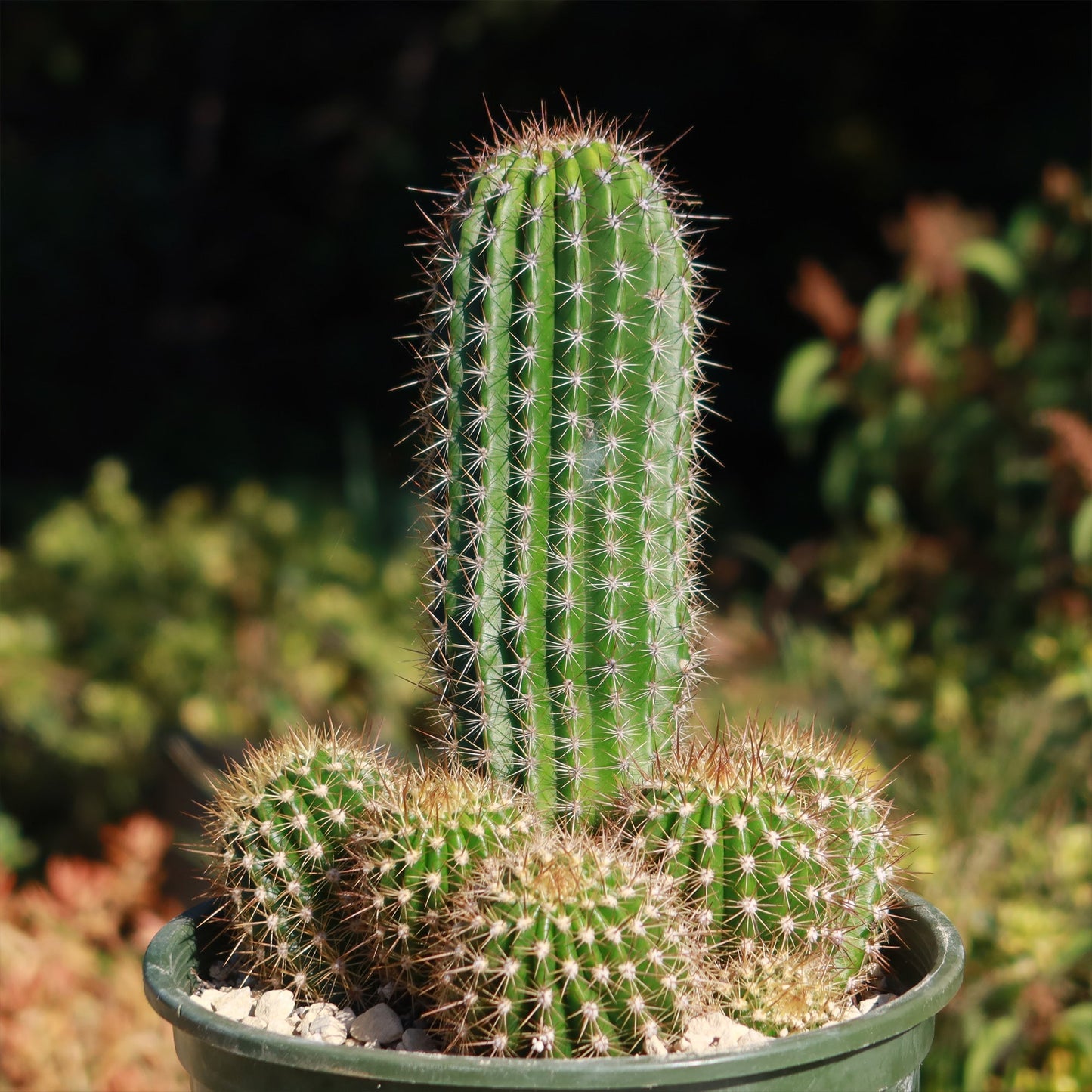 Trumpet Flower Cactus 'Tricholobivia Hybrid'