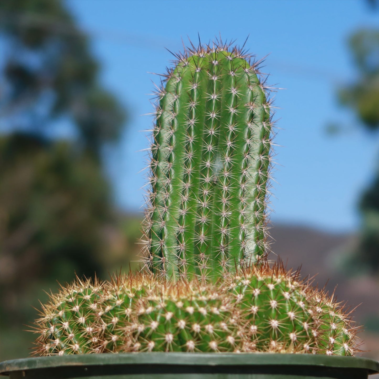 Trumpet Flower Cactus 'Tricholobivia Hybrid'