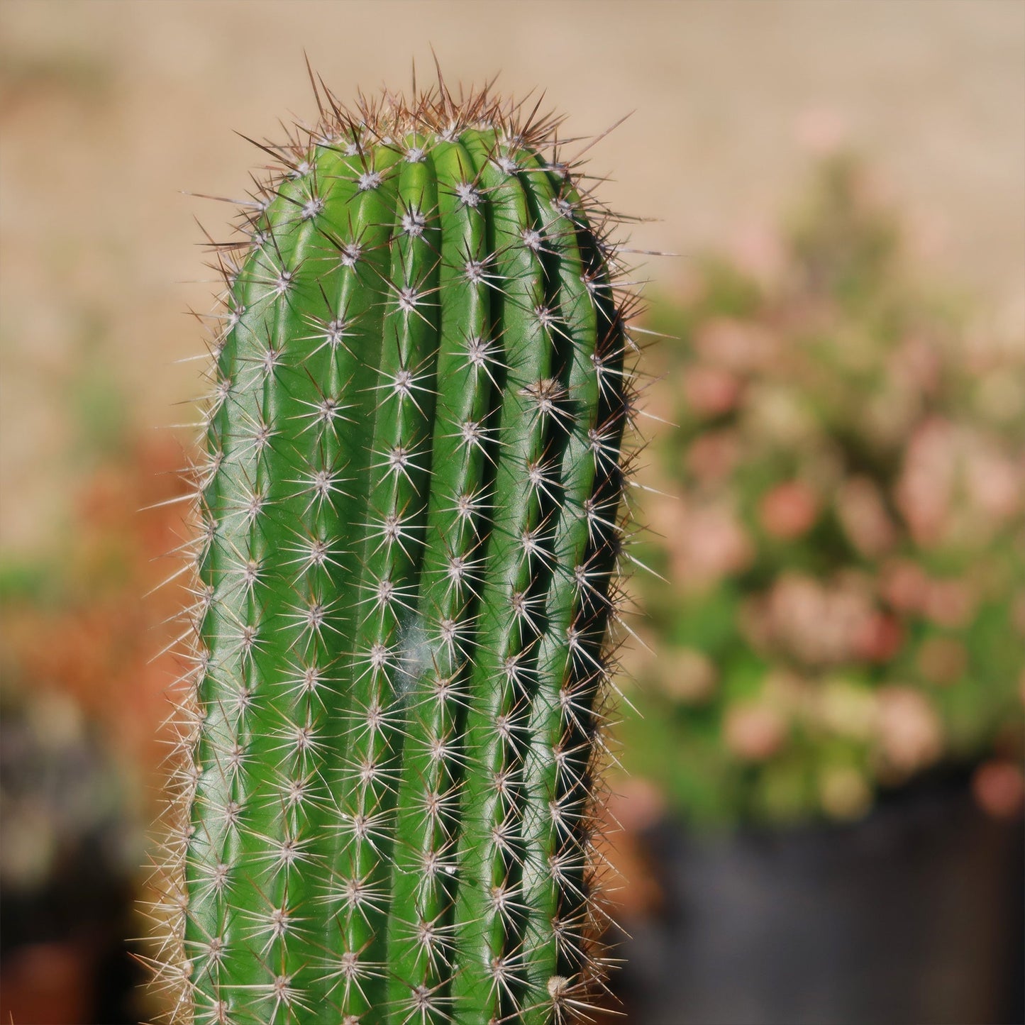 Trumpet Flower Cactus 'Tricholobivia Hybrid'