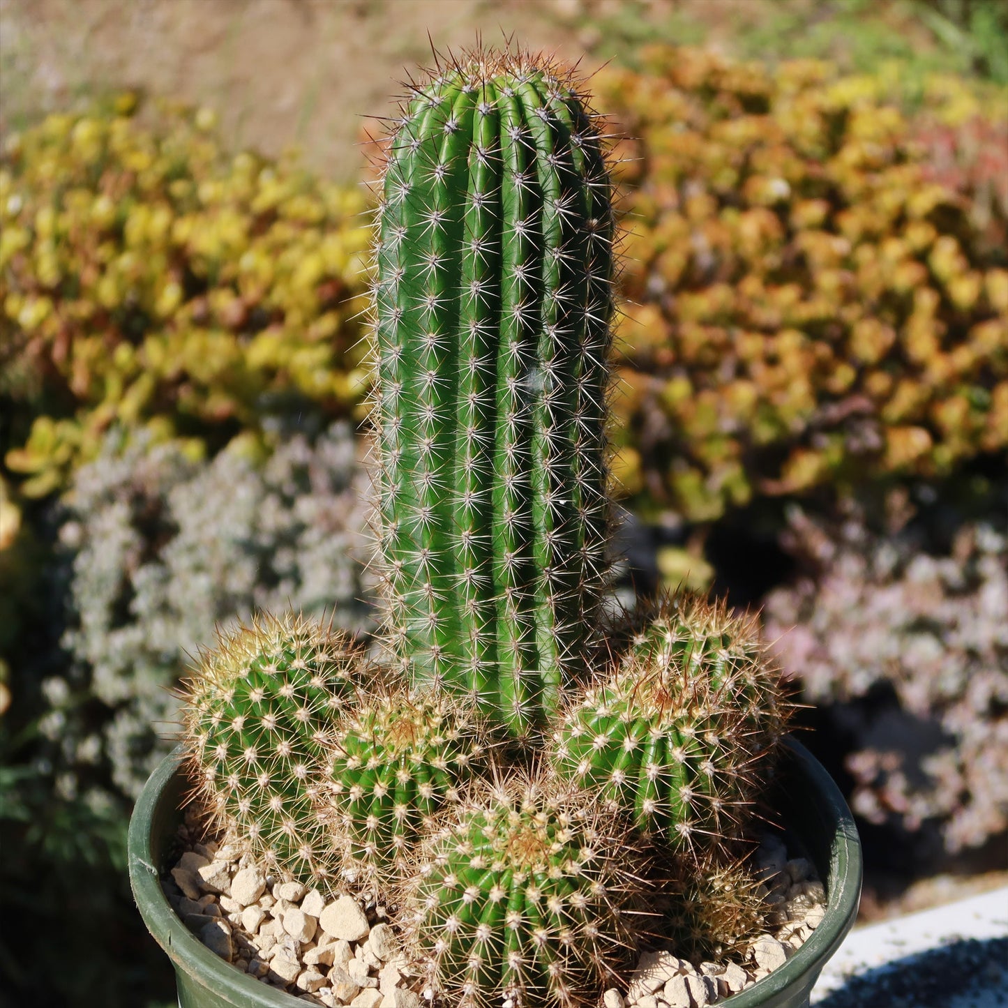 Trumpet Flower Cactus 'Tricholobivia Hybrid'