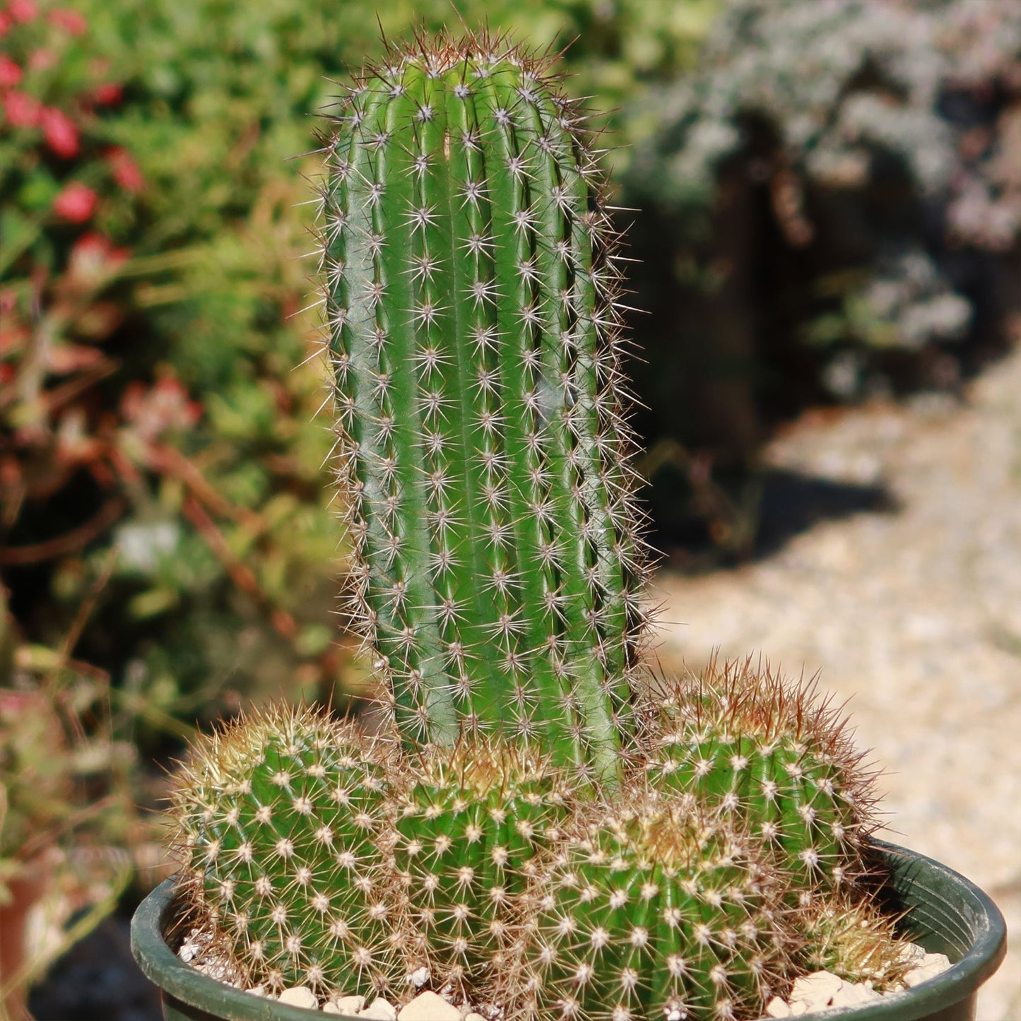 Trumpet Flower Cactus 'Tricholobivia Hybrid'