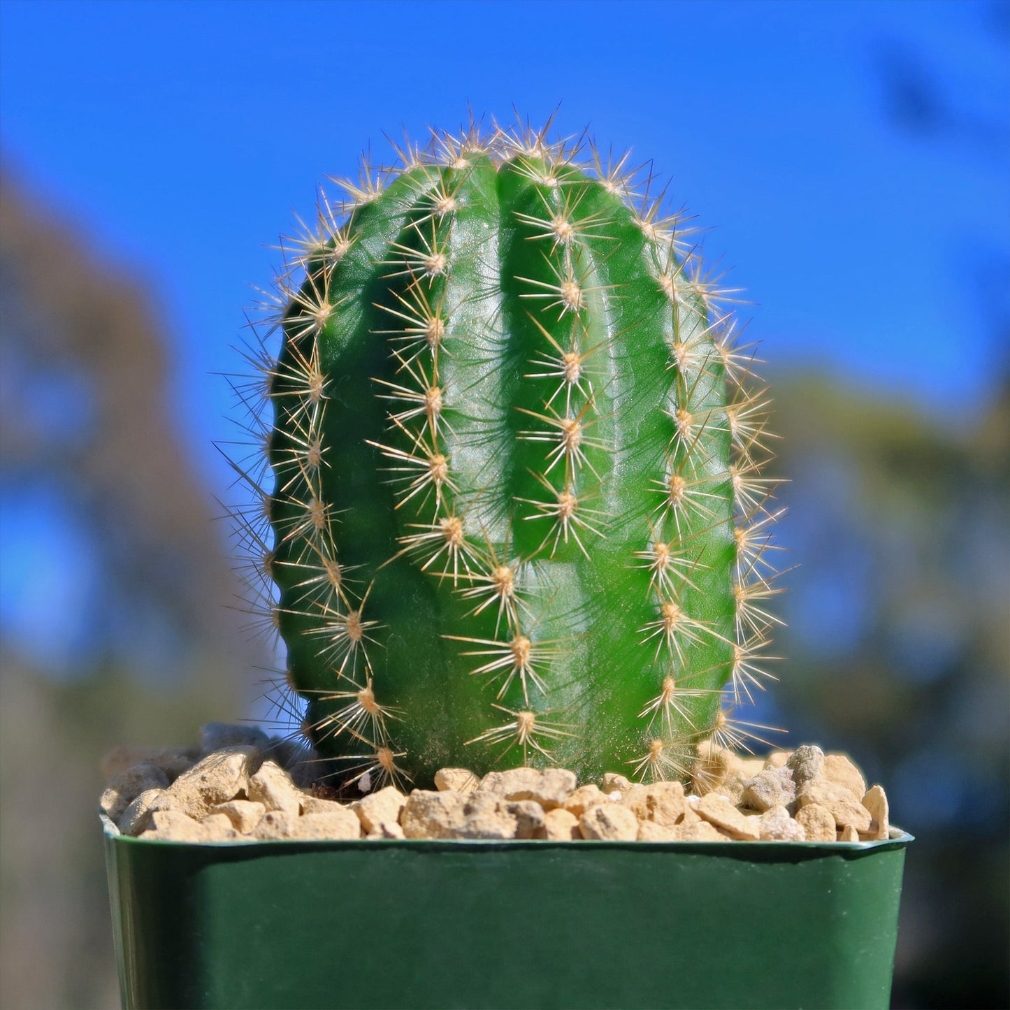 Trumpet Flower Cactus 'Tricholobivia Hybrid'