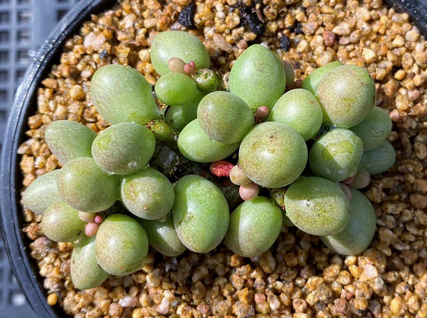 Tylecodonon schaeferanus