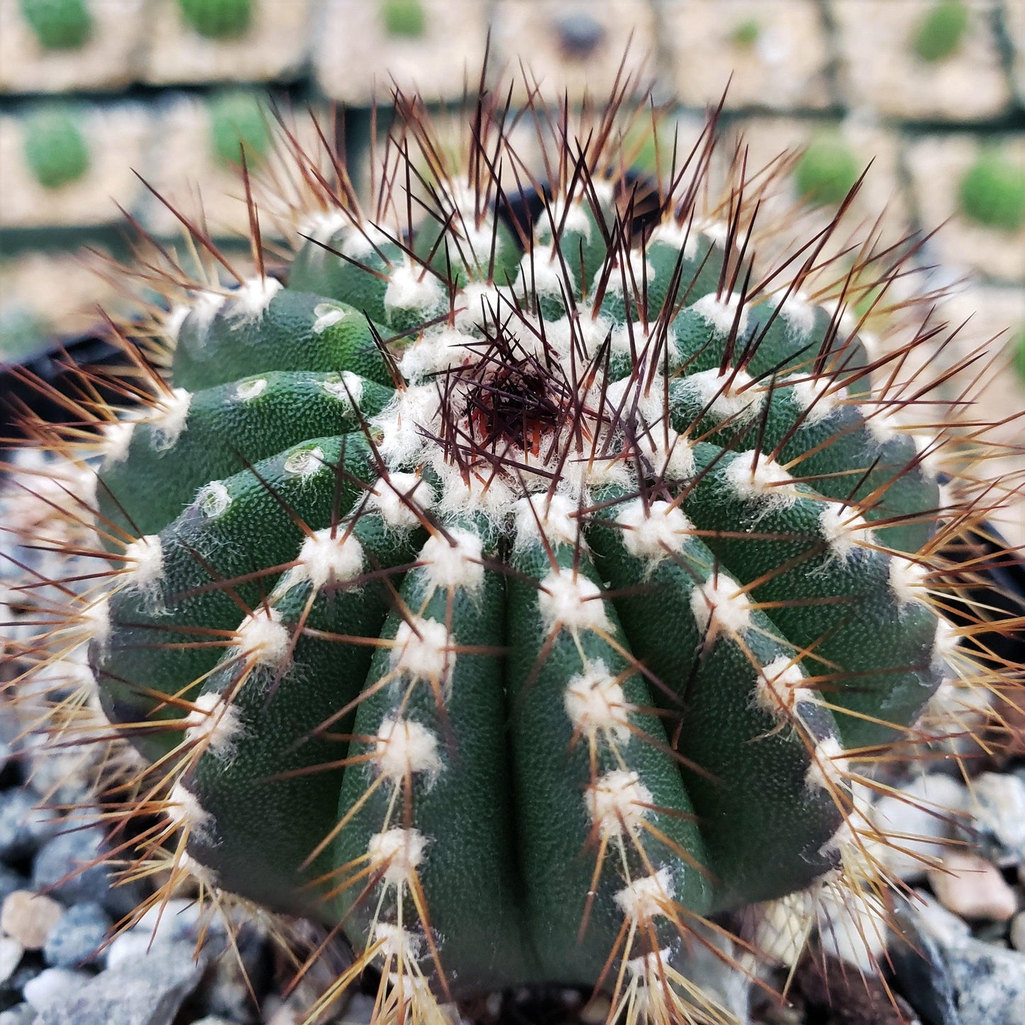 Uebelmannia pseudopectinifera