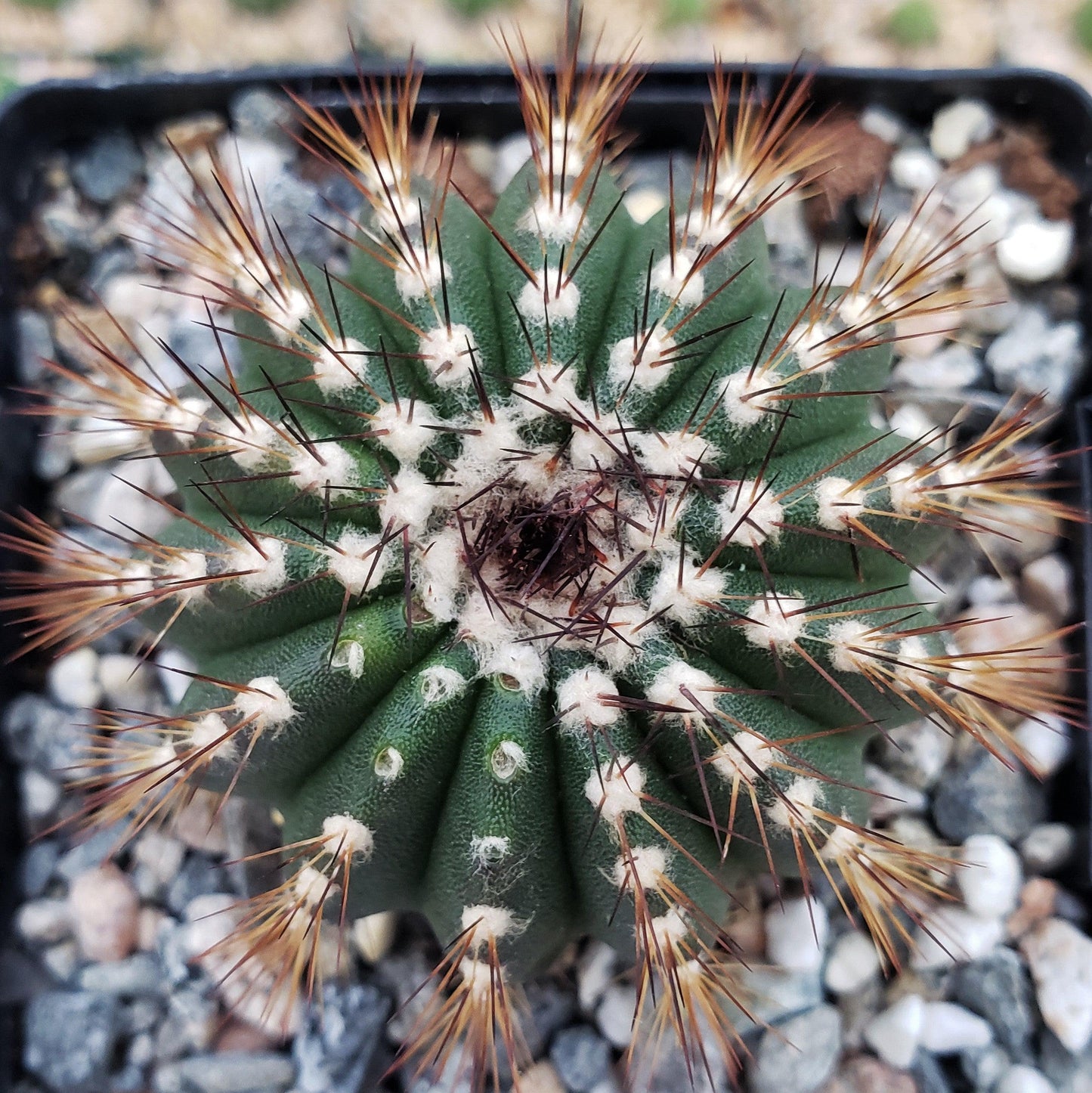 Uebelmannia pseudopectinifera