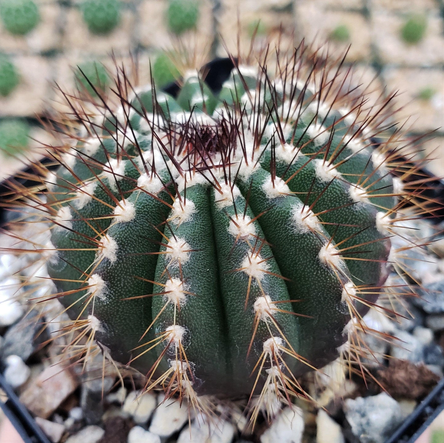 Uebelmannia pseudopectinifera