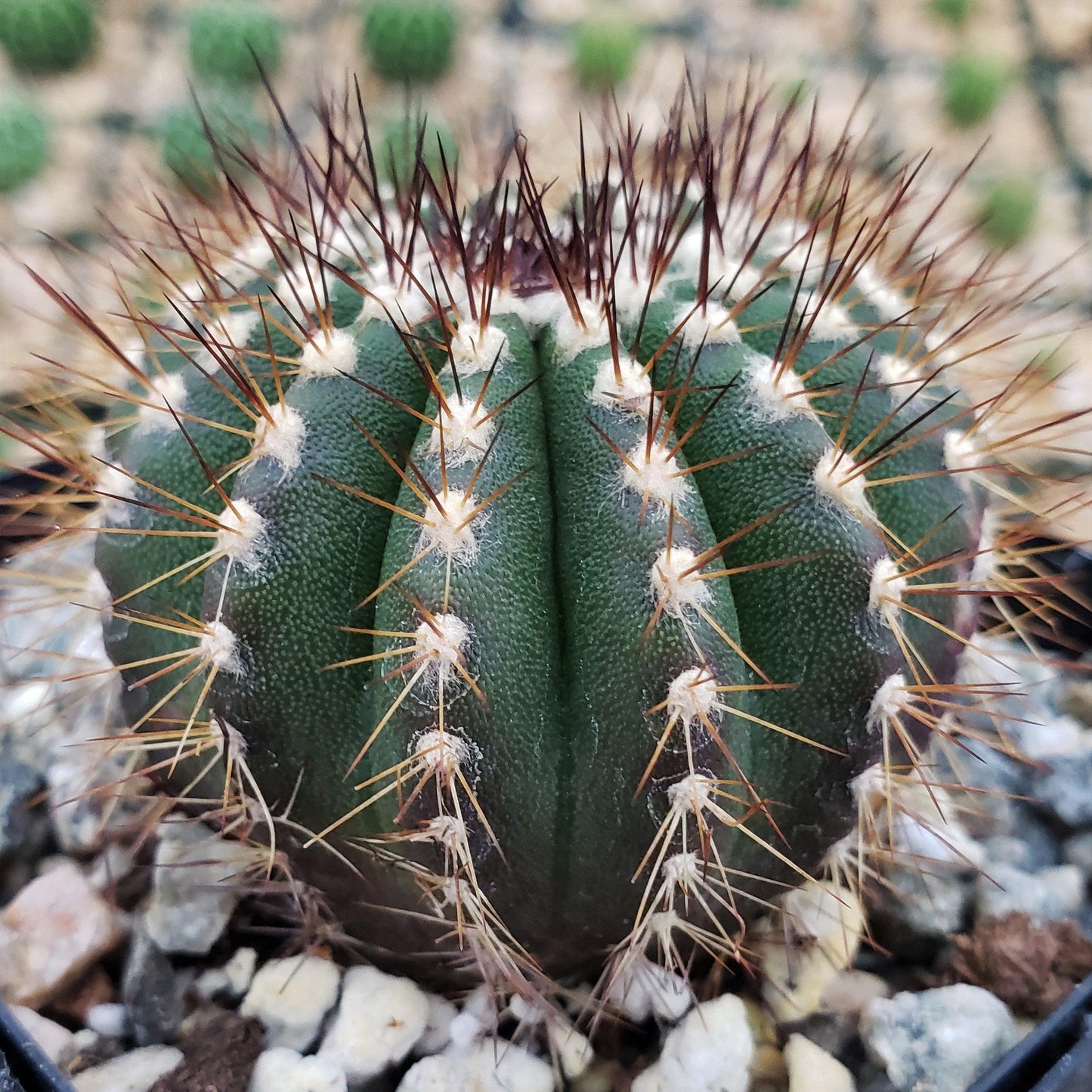 Uebelmannia pseudopectinifera