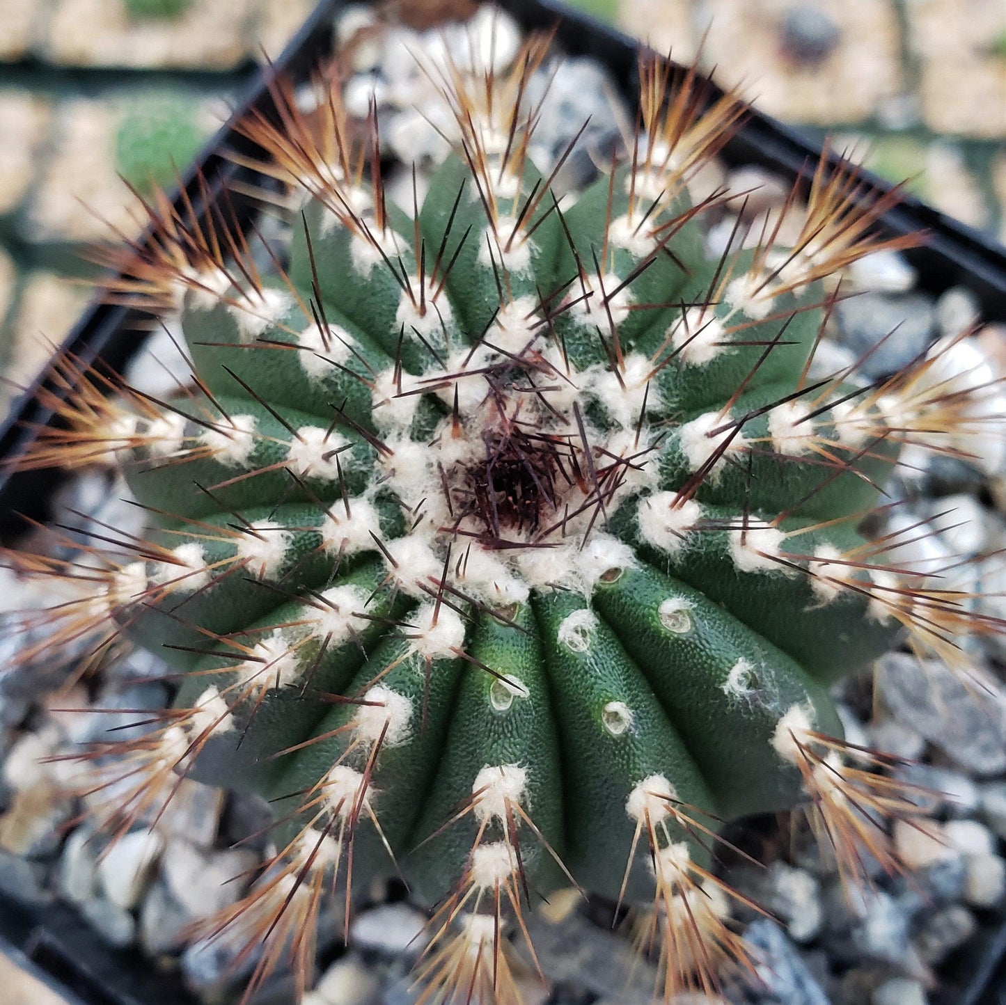 Uebelmannia pseudopectinifera