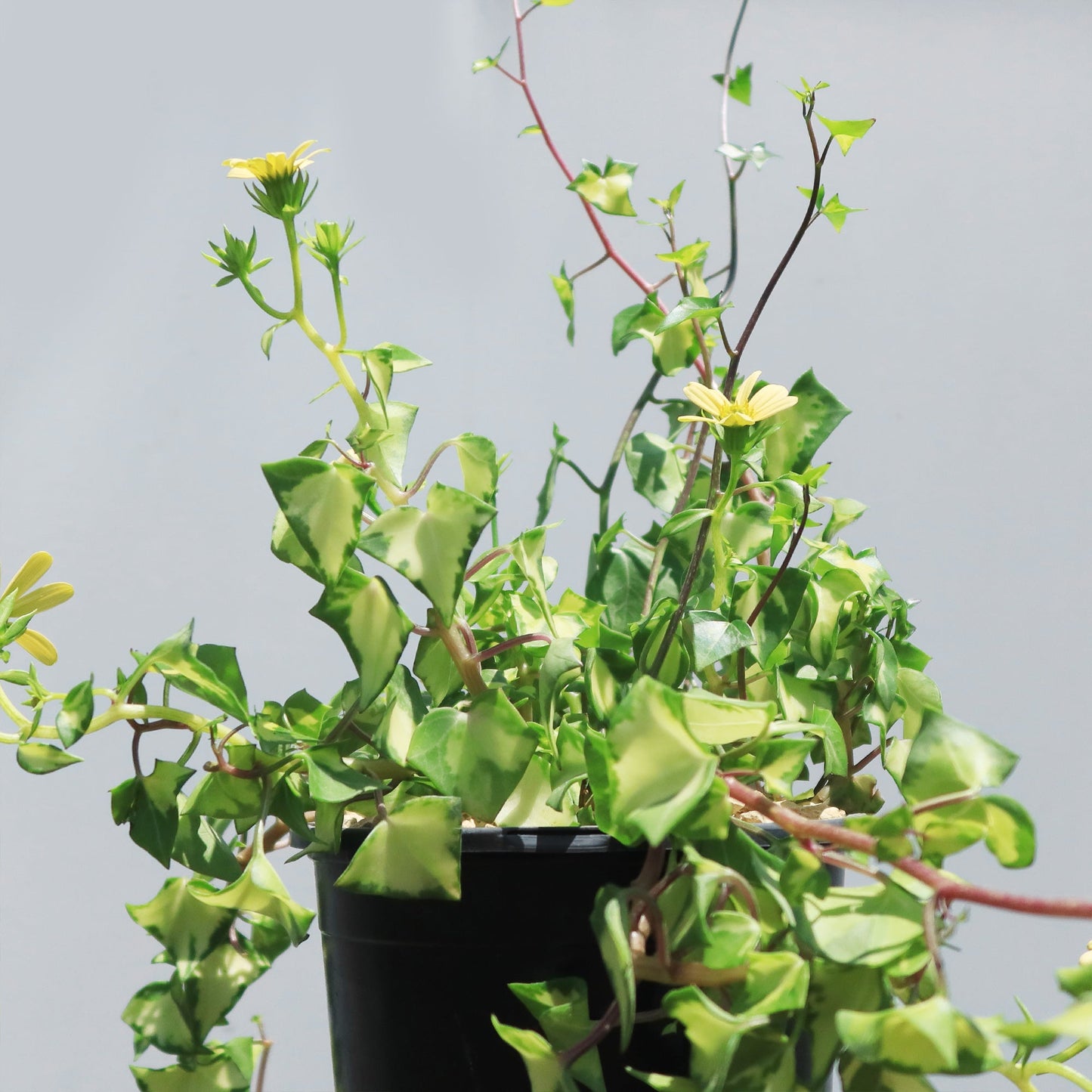 Variegated Wax Ivy ‘Senecio macroglossus variegatus’