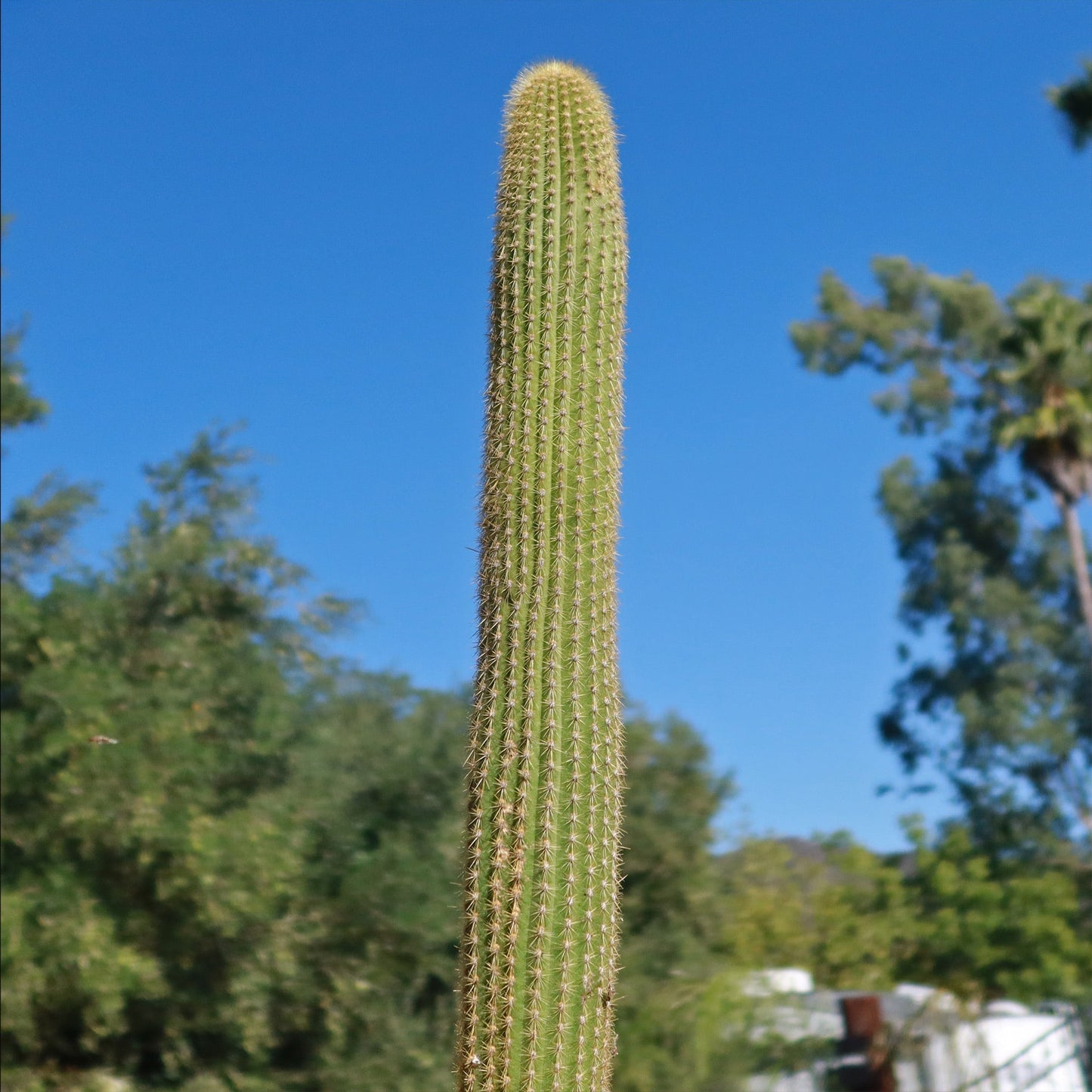 Espostoa guentheri
