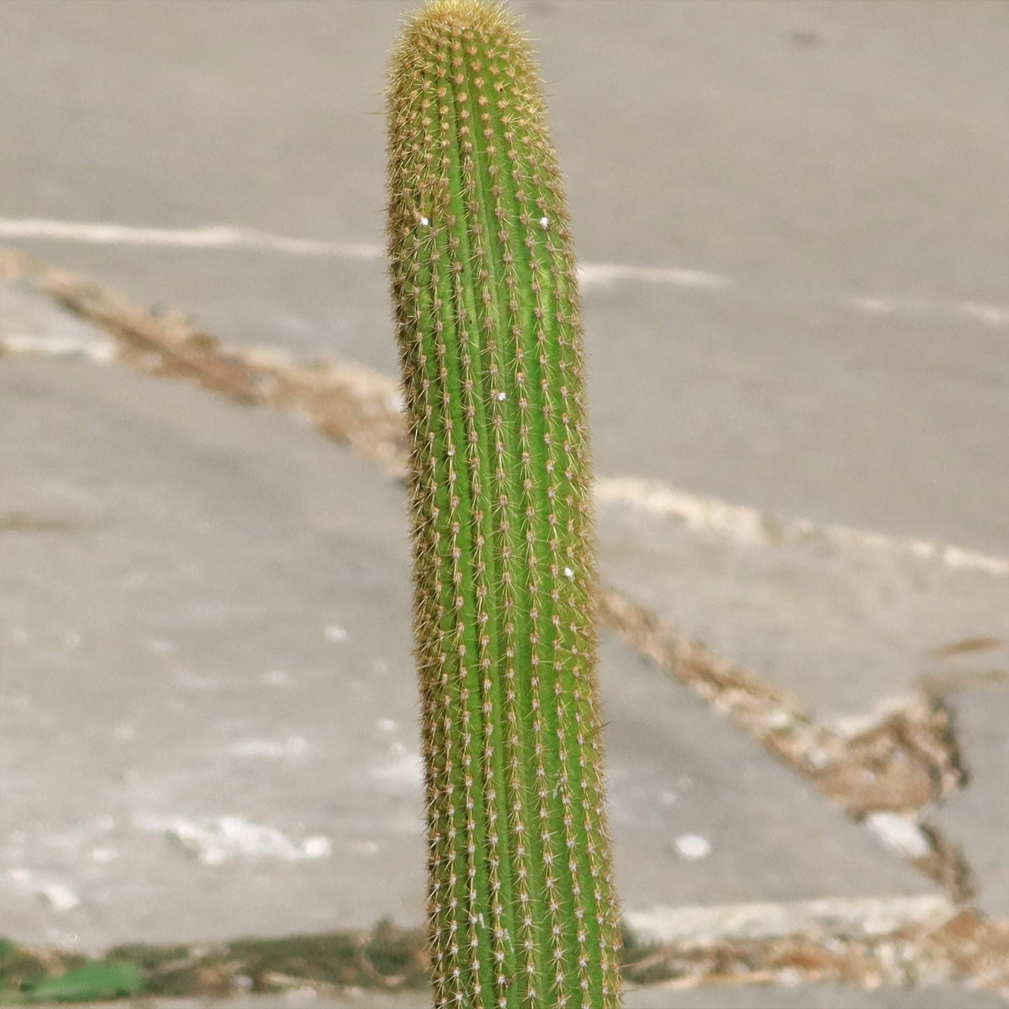 Espostoa guentheri
