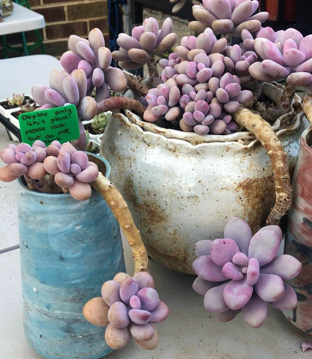 Graptosedum miul