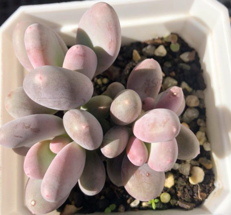 Pachyphytum blue haze