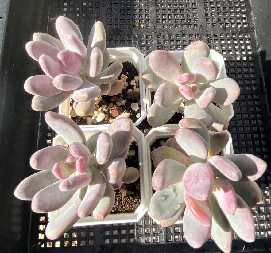 Pachyphytum blue haze