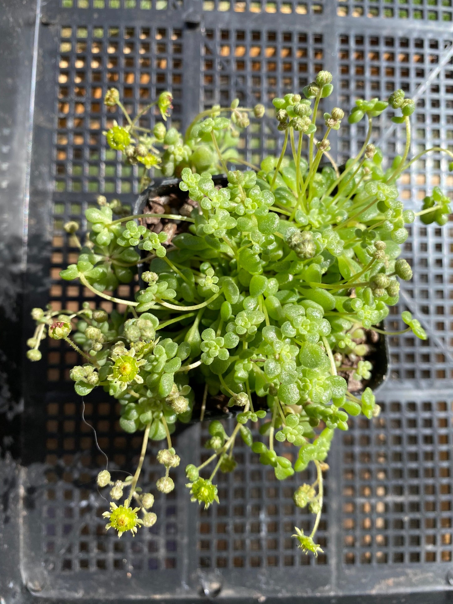 Monanthes brachycaulos