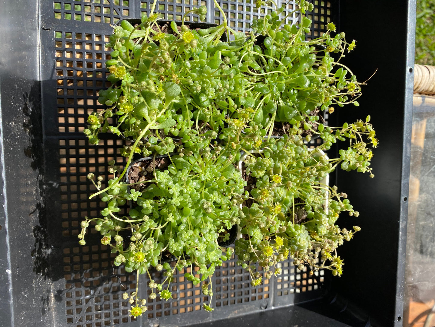Monanthes brachycaulos