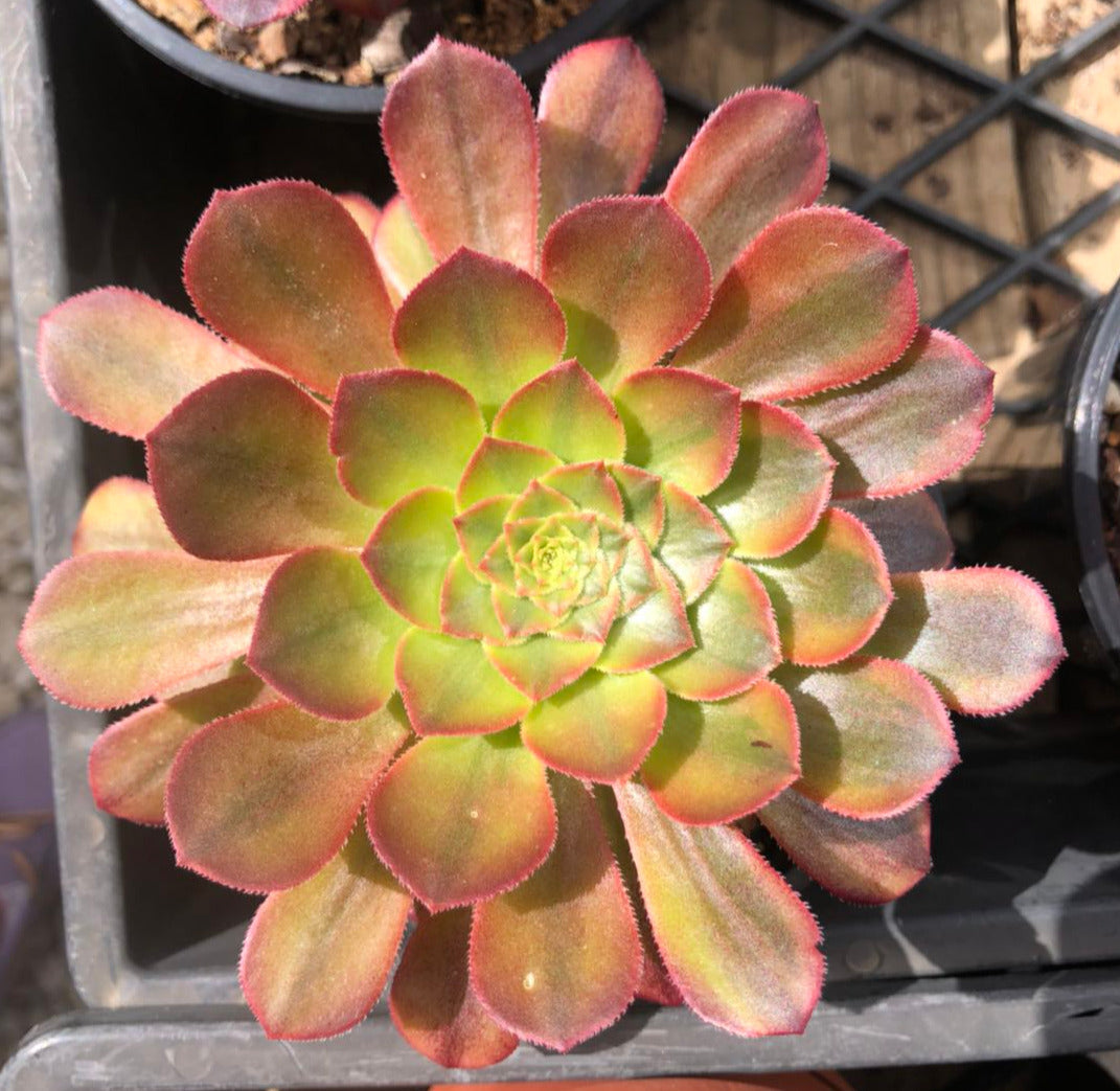 Aeonium fiesta