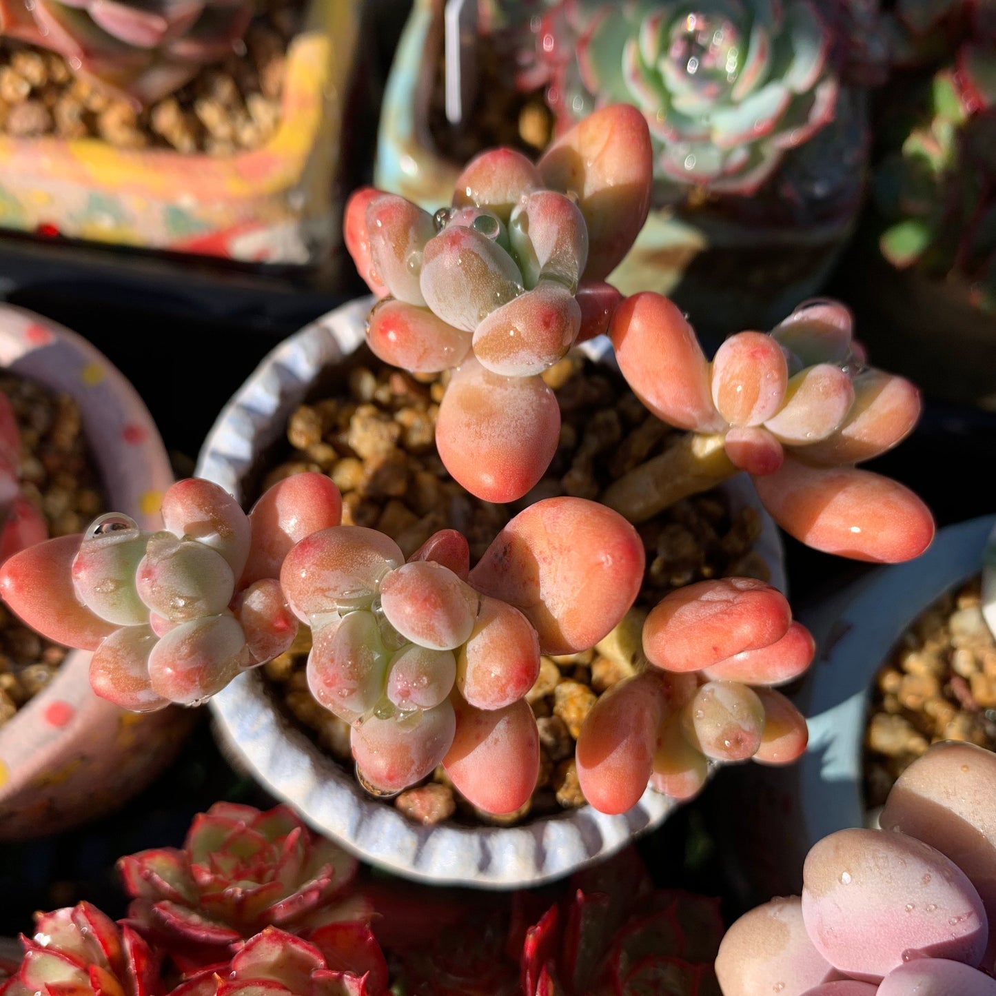 Pachyphytum garciae S