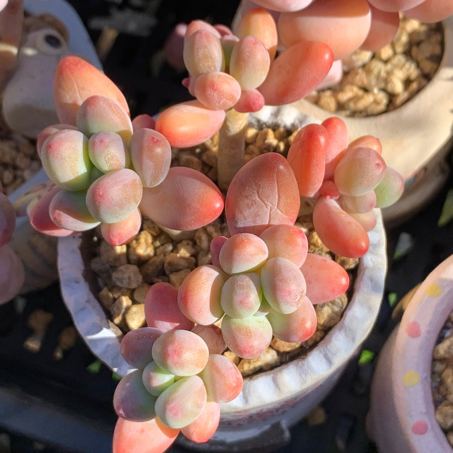 Pachyphytum garciae S