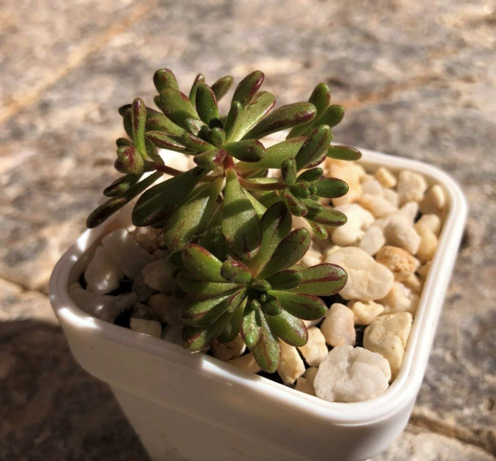 Aeonium sedifolium