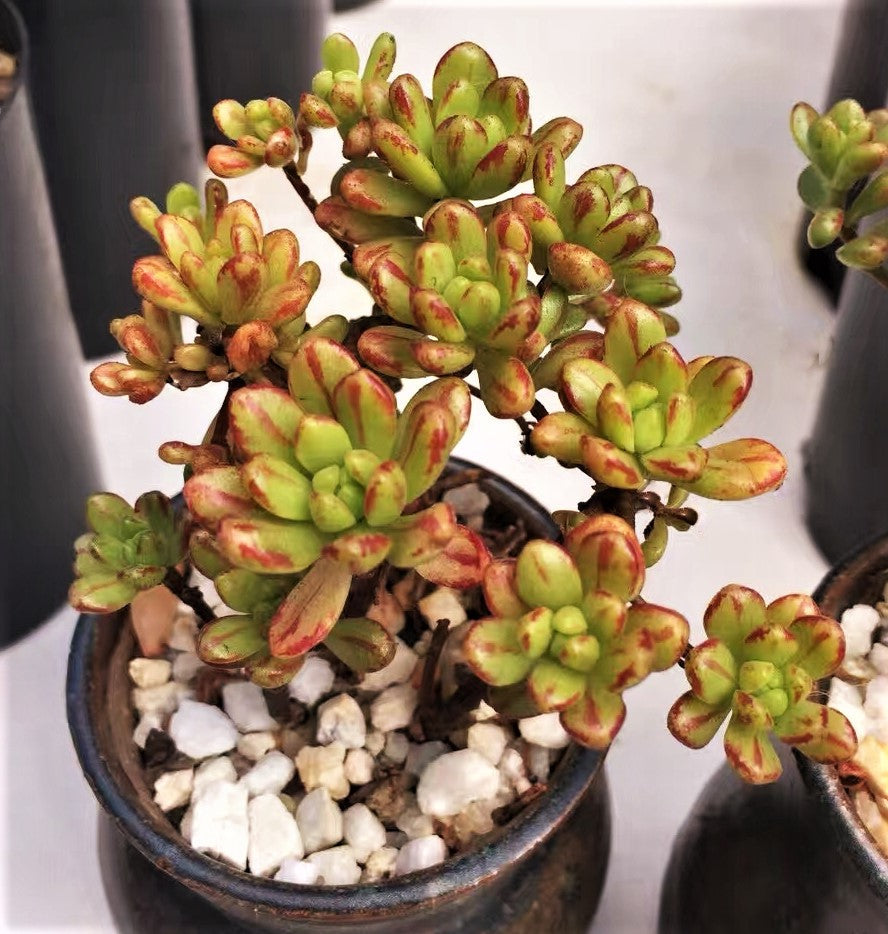 Aeonium sedifolium