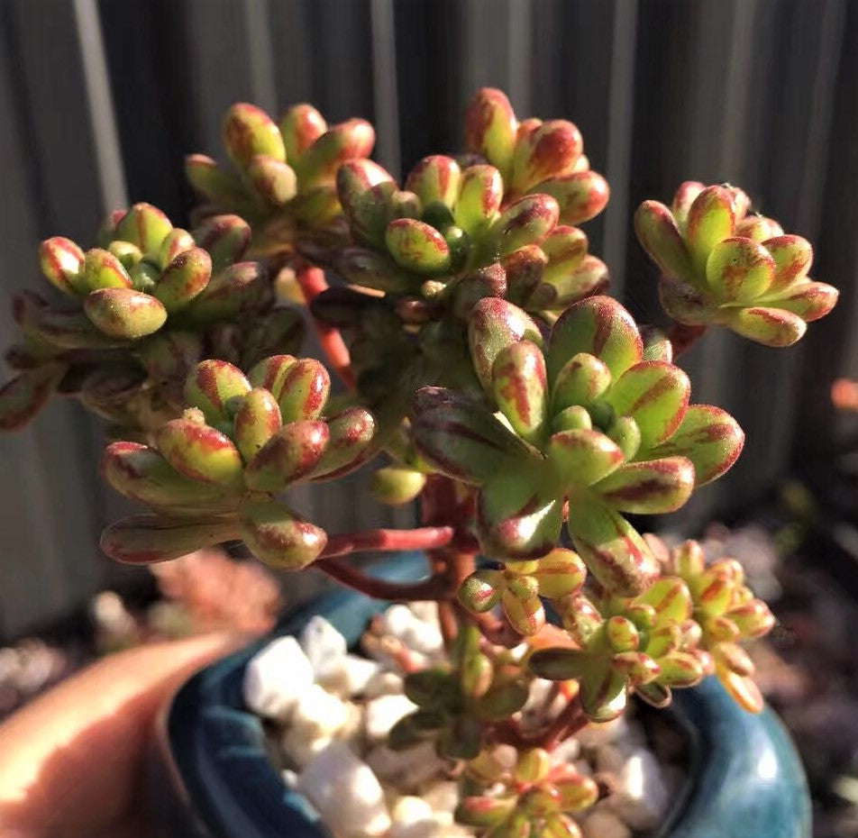 Aeonium sedifolium