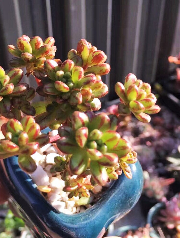Aeonium sedifolium