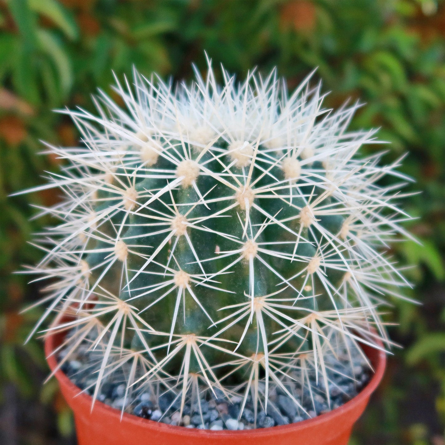 White Barrel Cactus 'Echinocactus grusonii albispinus'
