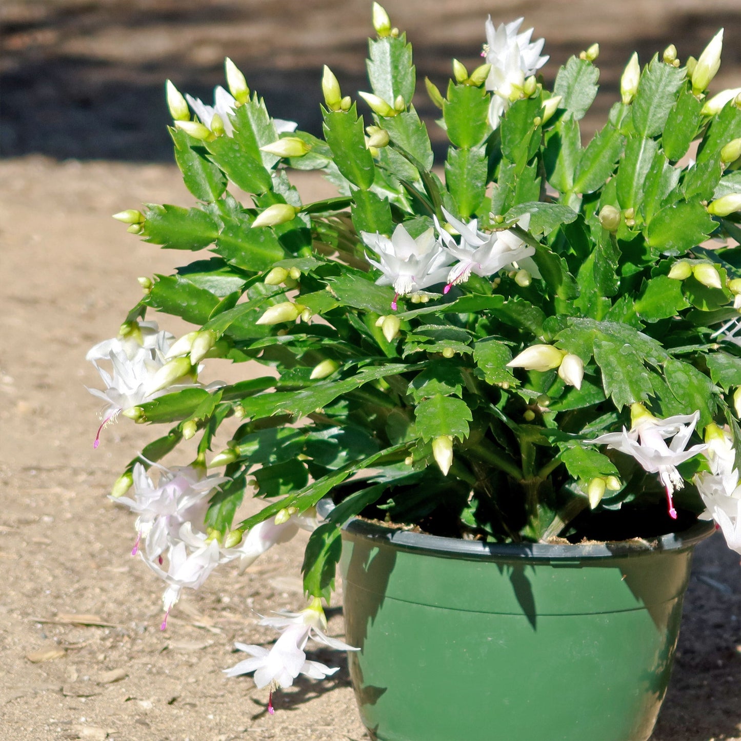 Christmas Cactus 'Schlumbergera bridgesii'