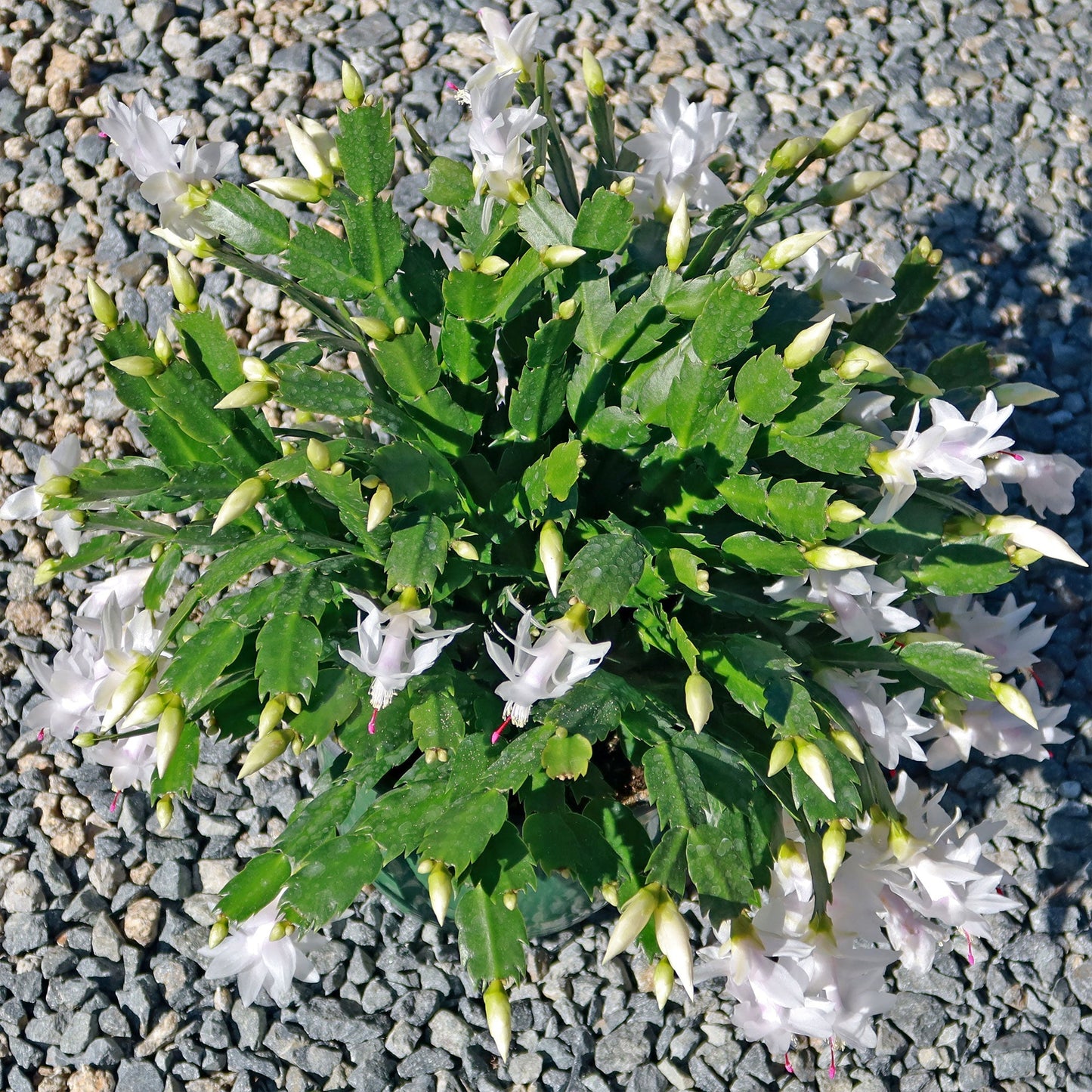 Christmas Cactus 'Schlumbergera bridgesii'