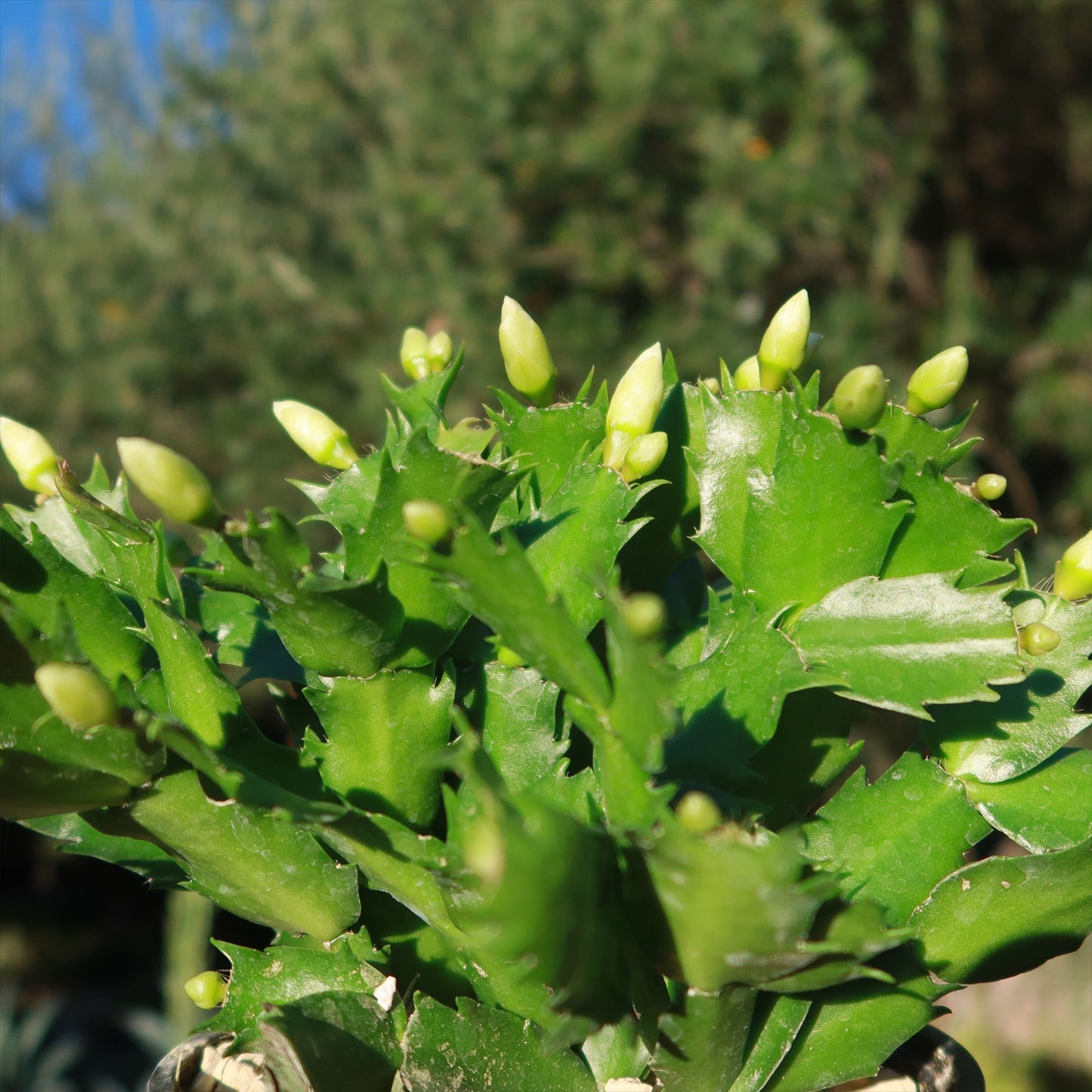 Holiday Cactus – Schlumbergera
