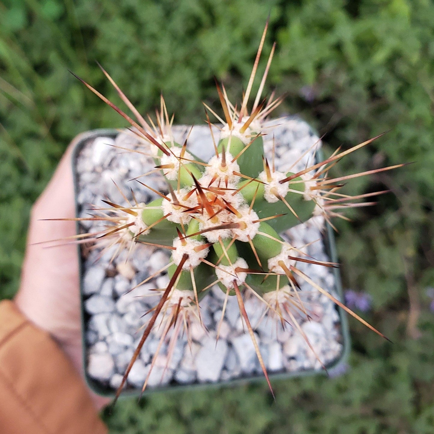Neoraimondia neocardenasia herzogiana