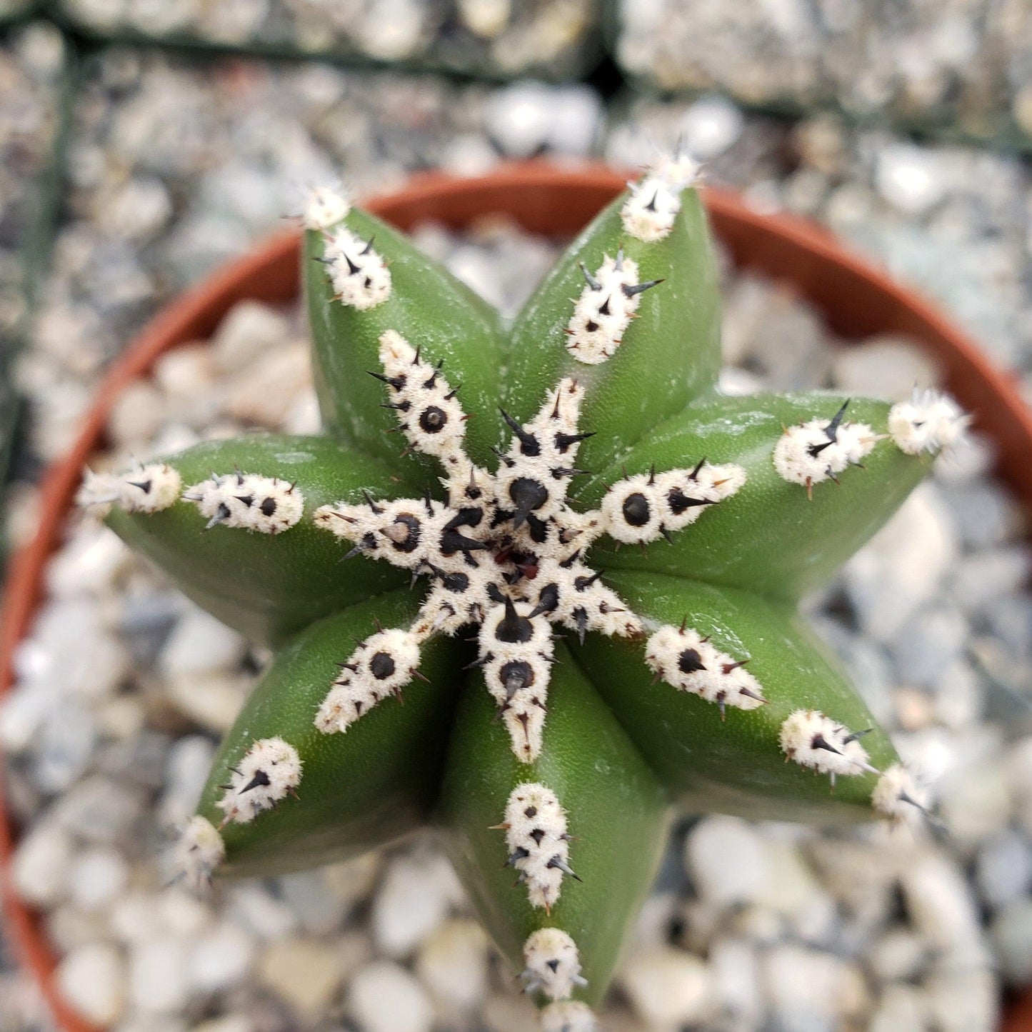Mexican Fence Post Cactus 'Pachycereus marginatus'