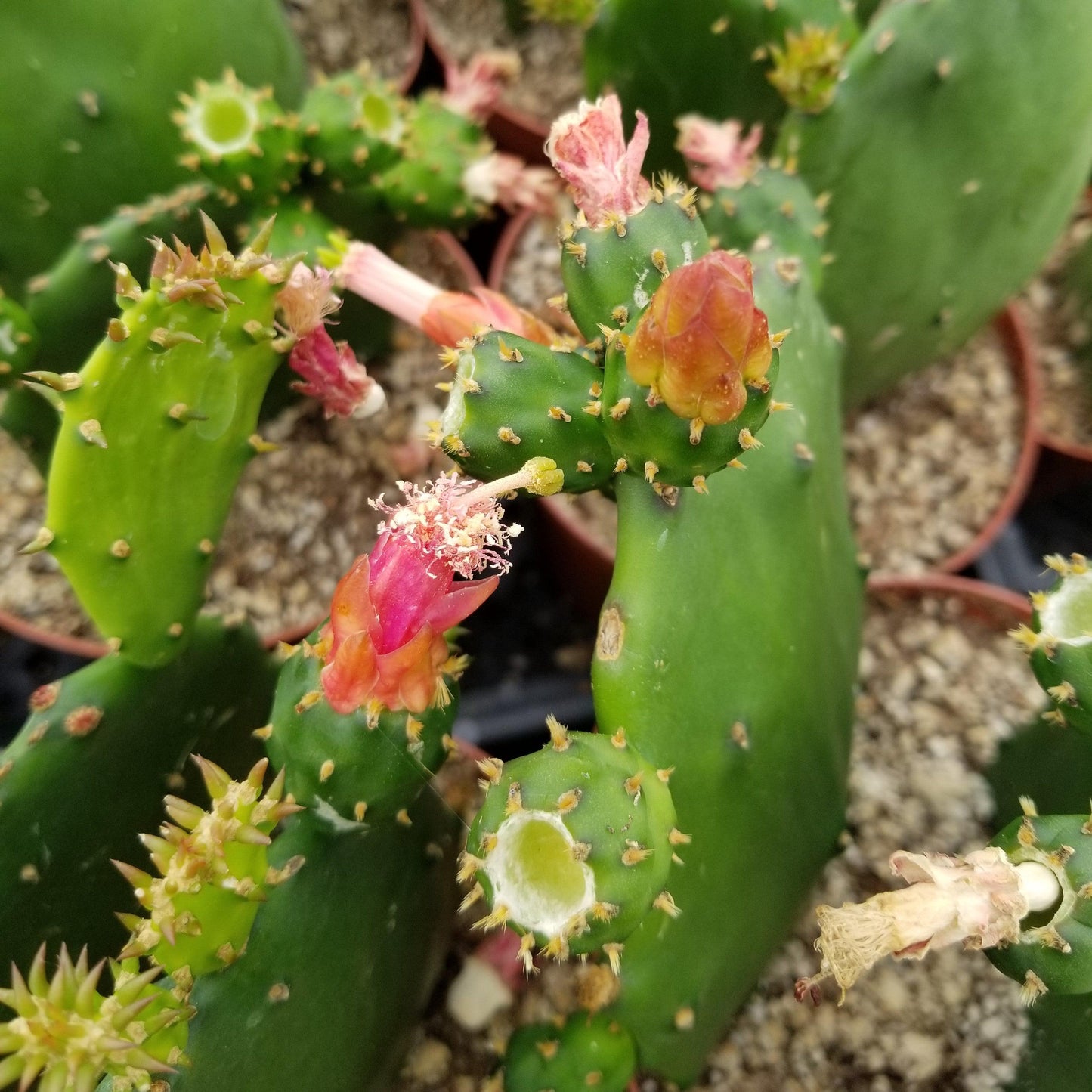Opuntia ellisian 'Spineless Prickly Pear'