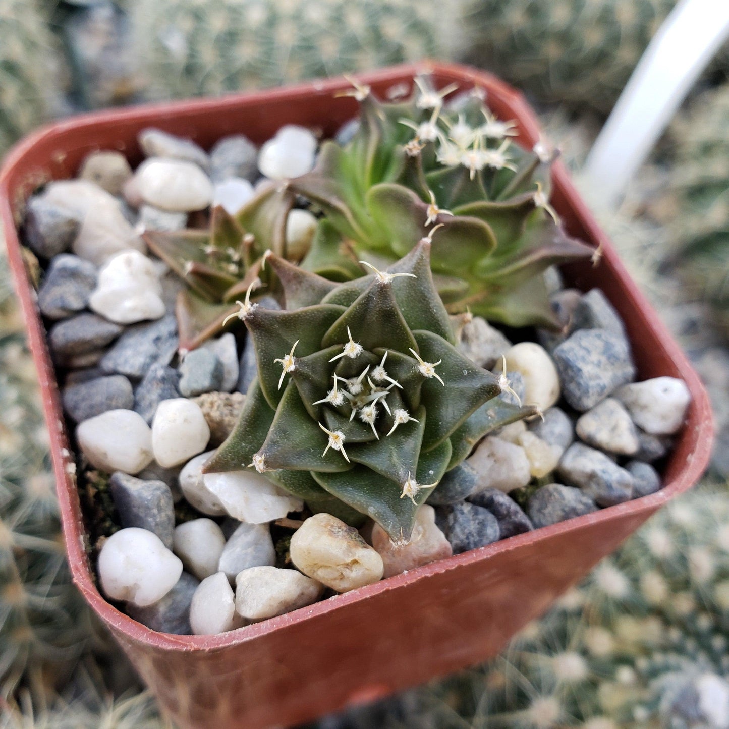 Obregonia denegrii