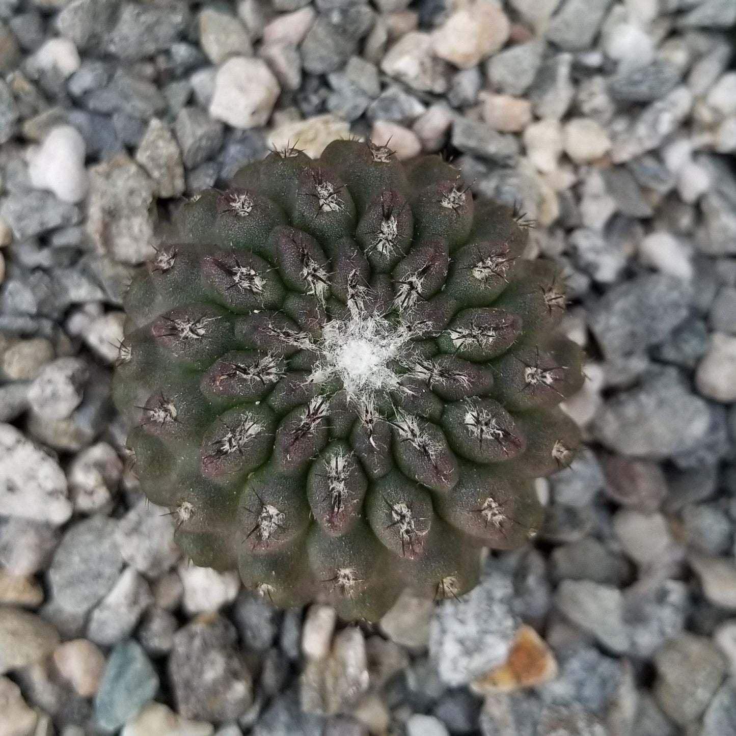 Neochilenia vexata