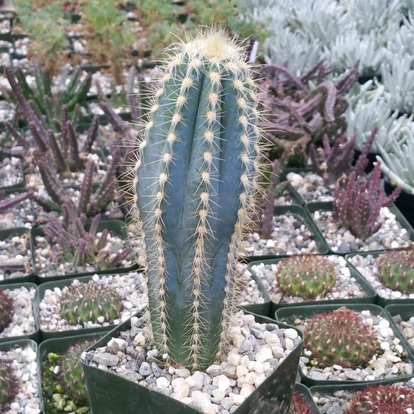 Blue Torch Cactus 'Pilosocereus pachycladus'