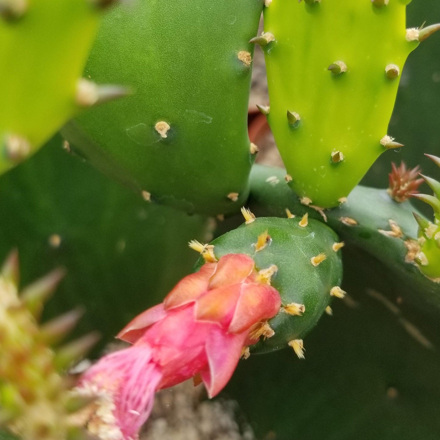 Opuntia ellisian 'Spineless Prickly Pear'