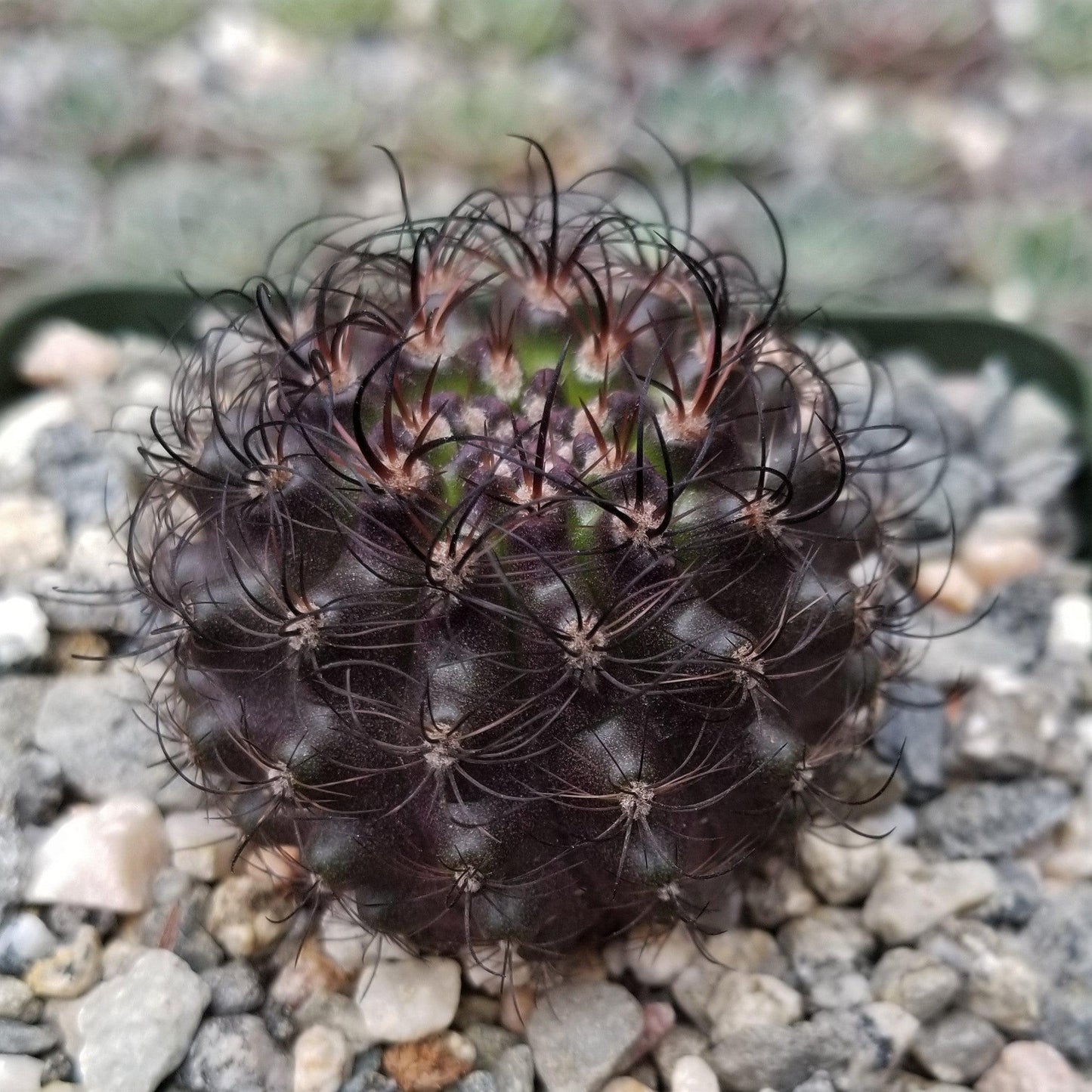 Neoporteria multicolor