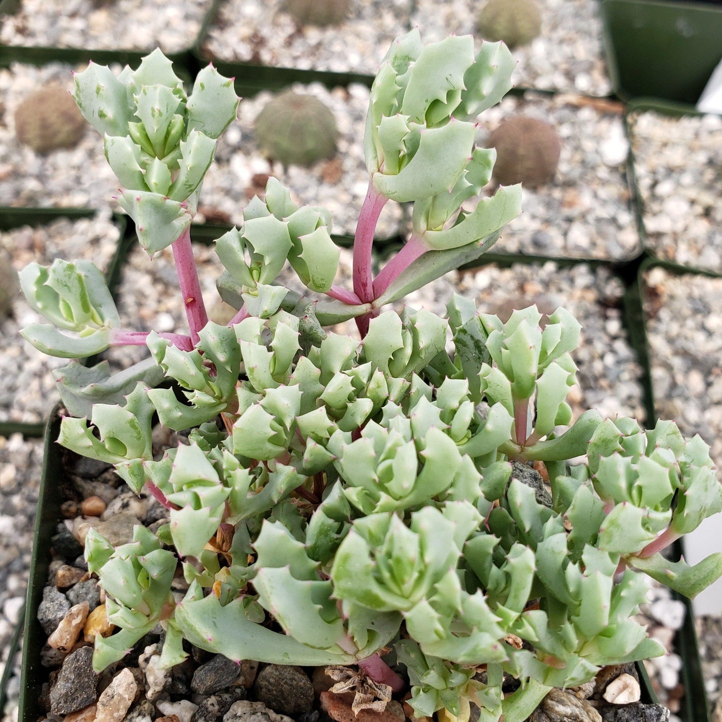 Pink Ice plant Succulent 'Oscularia deltoides'