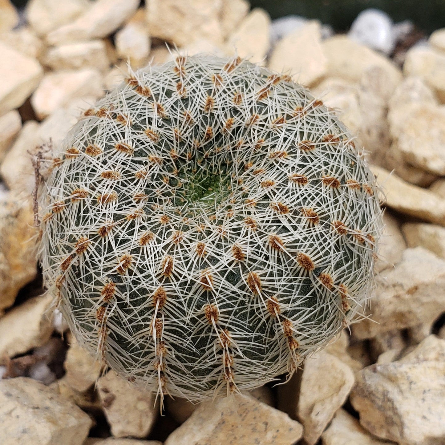 Frailea gloriosa