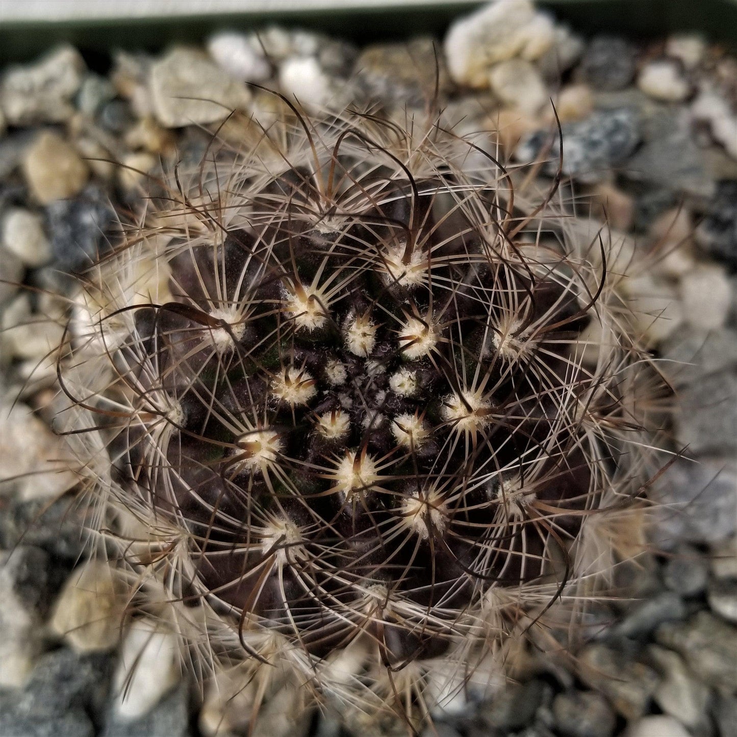 Neoporteria multicolor