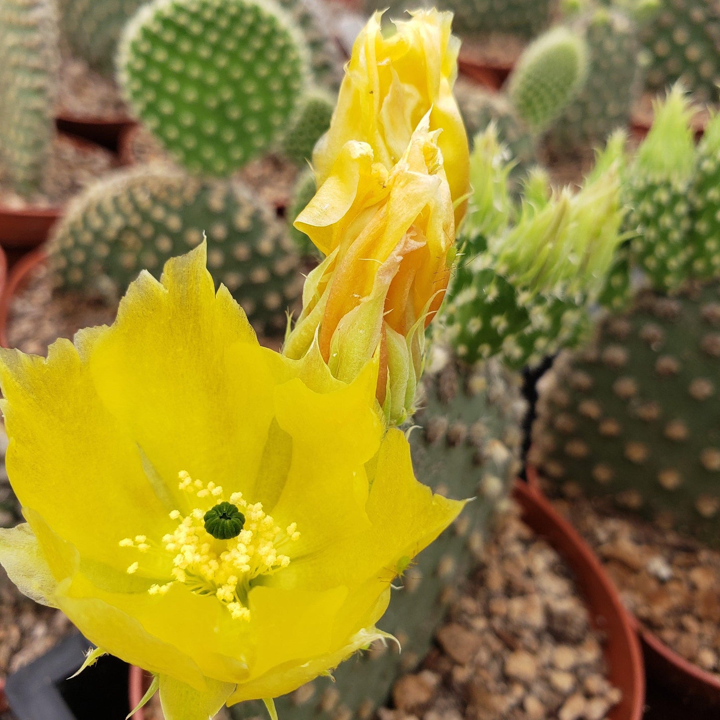 Bunny Ear Cactus 'Opuntia microdasys'